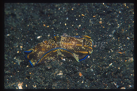 Nudibranch, Philionopsis cyanea 01, Blue-lined Head Shield Slug