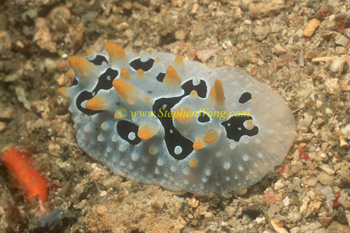 Nudibranch, Phyllidia unidentified 01 0705