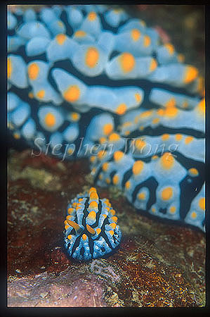 Nudibranch, Phyllidia varicosa 01