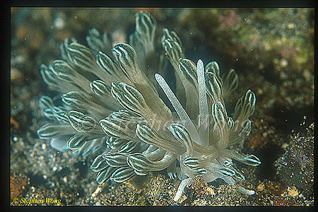 Nudibranch, Phyllodesmium sp 01, possibly new species 01