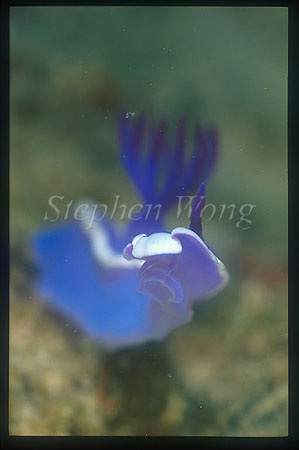 Nudibranch, Purple Gilled 01