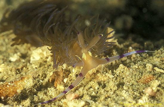 Nudibranch, serpent aeollid 01 030106