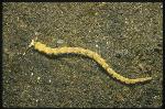 Nudibranch, Serpent Pteraeolidia, ianthina 02