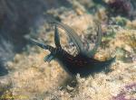 Nudibranch, Slender Nudi, Roboastra gracilis 01