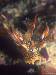 Nudibranch, Snakey Bornella, anguilla 01 head