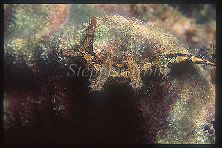 Nudibranch, Snakey Bornella, anguilla 02
