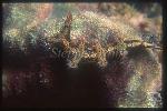 Nudibranch, Snakey Bornella, anguilla 02