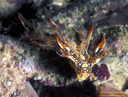 Nudibranch, Snakey Bornella, anguilla 03 060104