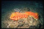 Nudibranch, Spanish Dancer 01 pair