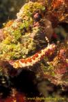 Nudibranch, Spotted Hyselodoris, H maculosa 01 090106