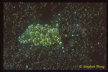 Nudibranch, Spurilla major 01