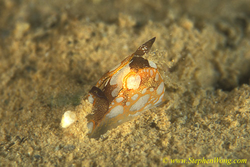 Nudibranch, Unidentified Gastropteron 02 3mm 090106