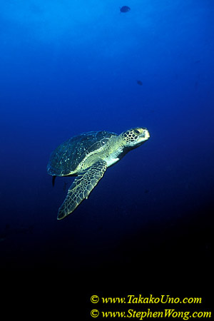 Green Turtle 01 110104