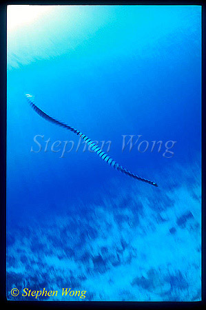 Sea Snake, Banded 02, Laticauda colubrina