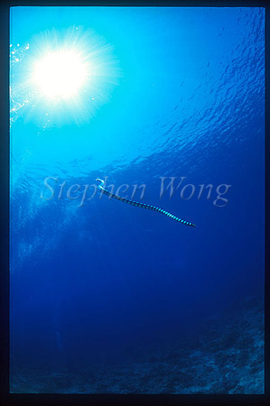 Sea Snake, Banded 03, Laticauda colubrina