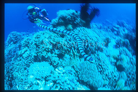 Sea Snake Banded 04 Laticauda colubrina & Takako, Manado2001