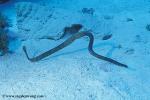 Sea Snake, Dubois, Aipysurus duboisii 02, Coral Sea 070804