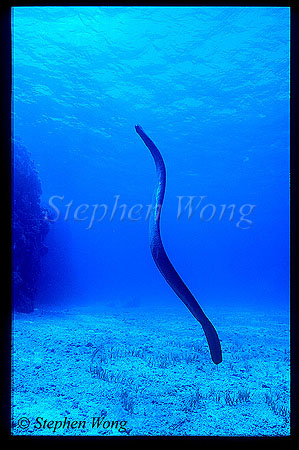 Sea Snake, Olive 01, Aipysurus laevis