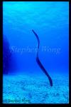 Sea Snake, Olive 01, Aipysurus laevis