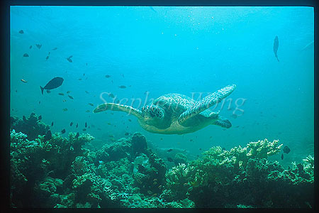 Turtle, Green Turtle 01