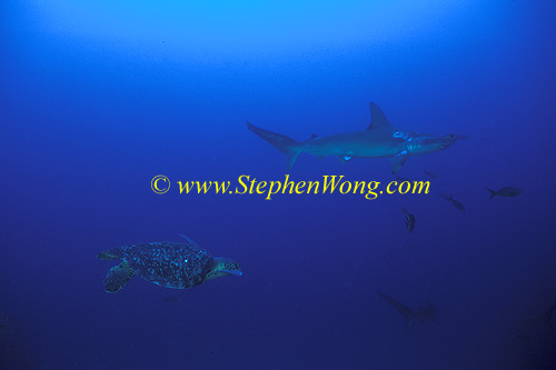 Turtle, Green Turtle & Scalloped Hammerhead Shark 01 060608