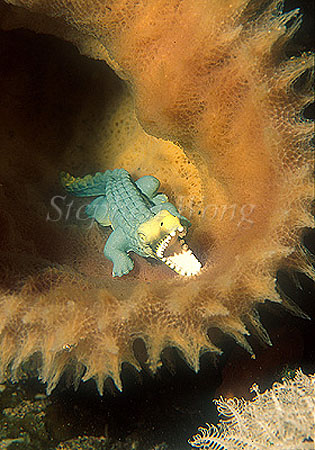 Crocodile 1a in sponge, MilneBay PNG1995