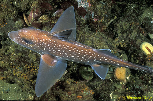 Chimaera Ratfish 03 Hydrolagus colliei 110903