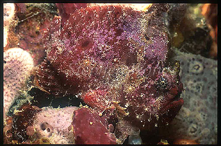 Frogfish, Coinbearing 01 Antennarius nummifer