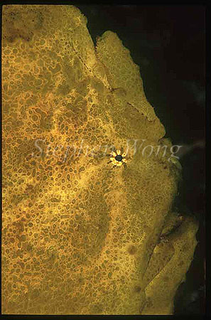 Frogfish, Giant 07 Antennarius commersonii