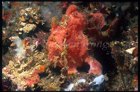 Frogfish, Painted 02, Antennarius pictus