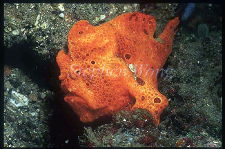 Frogfish, Painted 03, Antennarius pictus