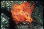 Frogfish, Painted 03, Antennarius pictus