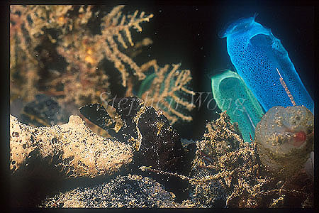 Frogfish, Picture (black) 01 & Tunicates