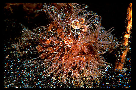 Frogfish, Striatus 01