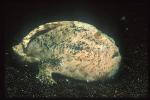 Frogfish, Striatus 02