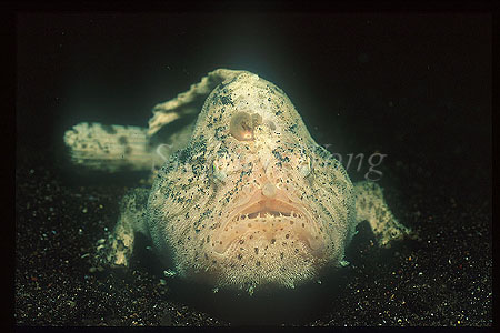 Frogfish, Striatus 03