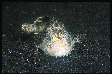 Frogfish, Striatus 04 6cm juvenile