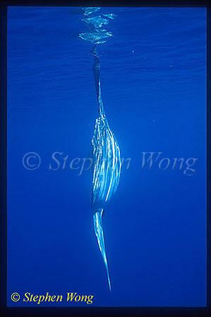 Mola Mola 102 backview