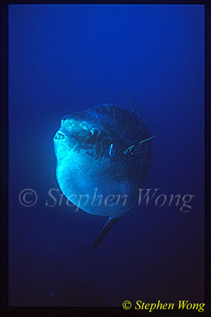 Mola Mola 107 being cleaned by Bannerfish