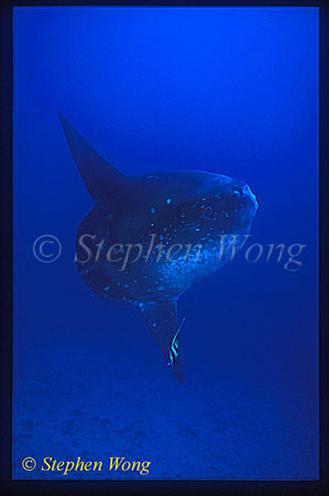 Mola Mola 111 with Bannerfish