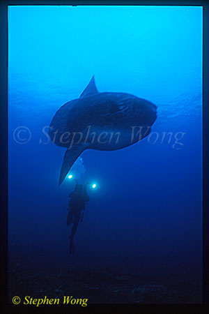 Mola Mola 122 & Tommy