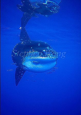 Mola Mola 124 & reflection