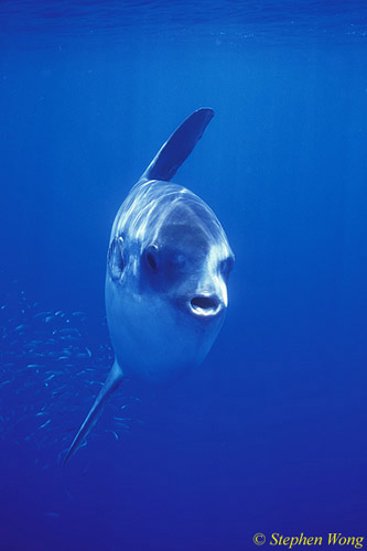Mola Mola 125 020804