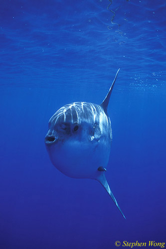 Mola Mola 126 020804