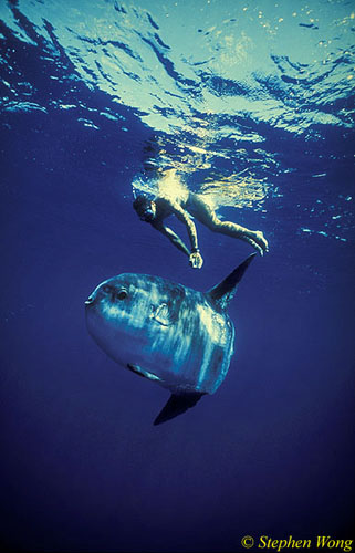 Mola Mola 127 051304