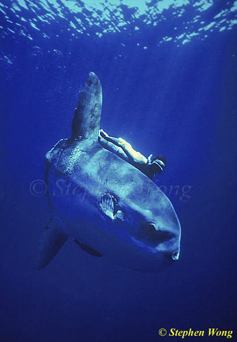 Mola Mola 128 051304