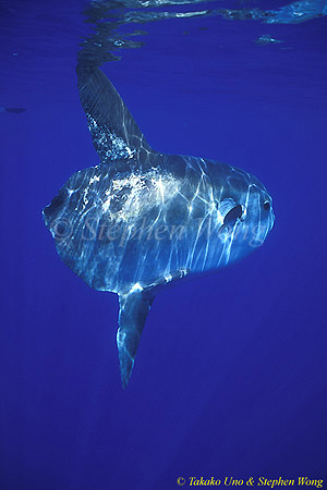 Mola Mola 130 051304