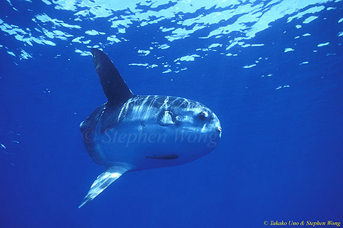 Mola Mola 138 051304