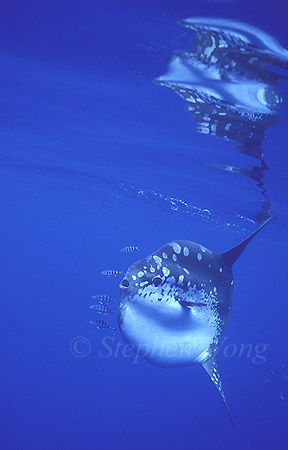 Mola Mola 139 051304