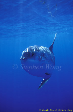 Mola Mola 140 051304